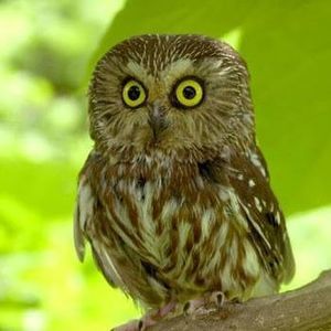 Meet your Posher, Hải